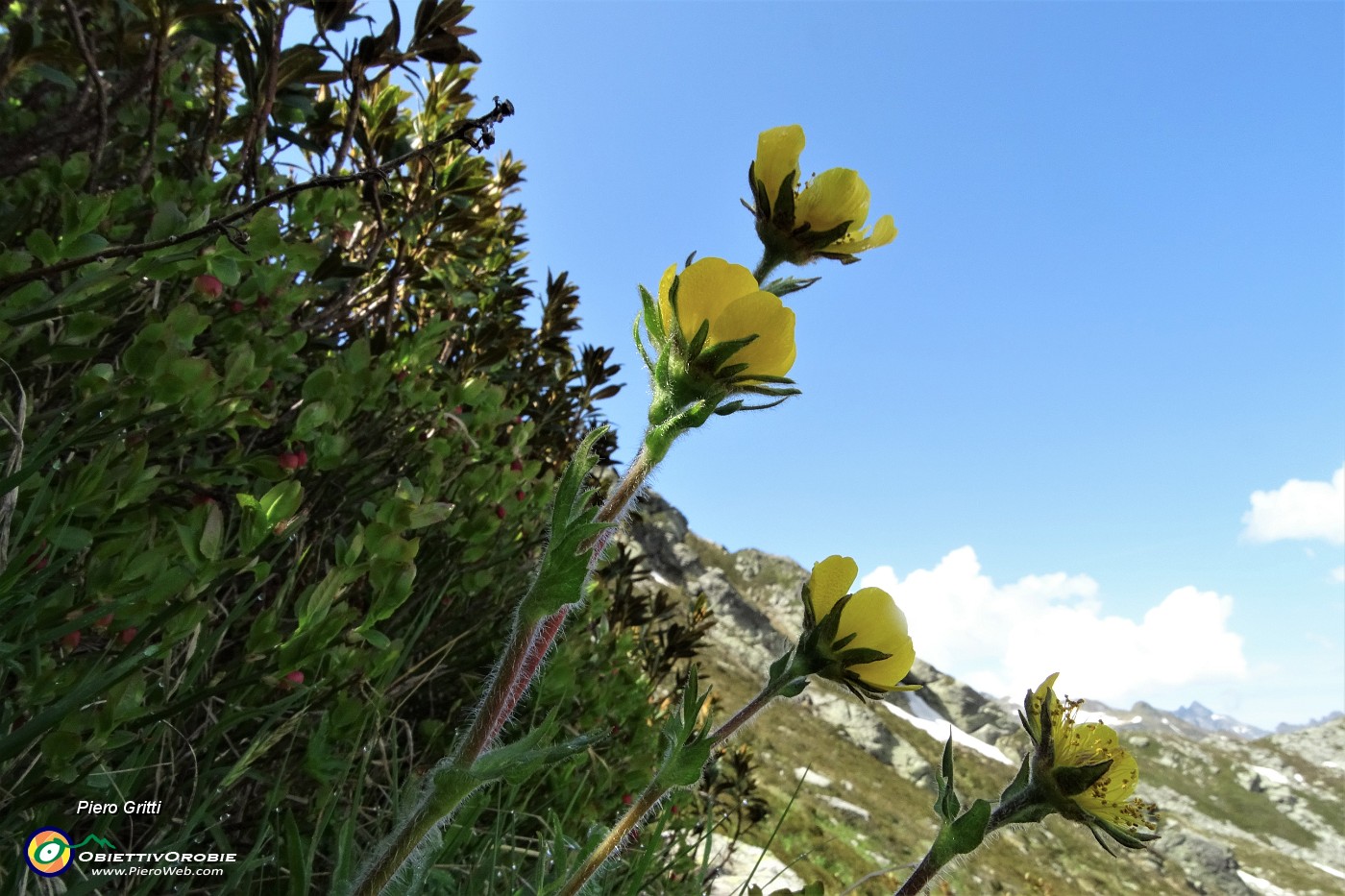 59 Fiori di Cariofillata montana (Geum montanum).JPG